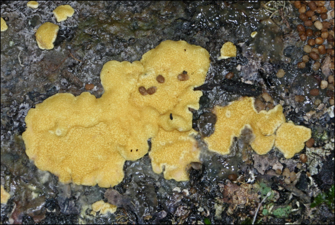Почему сера желтая. Триходерма желтая. Гипокрея гриб. Гипокрея серно-желтая. Гипокрея лимонно-жёлтая.