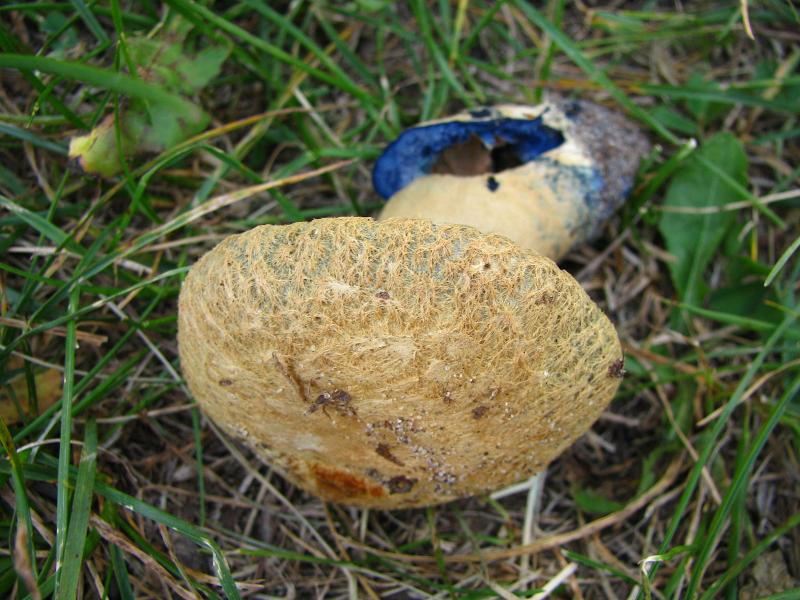Синяк (гриб) — Википедия