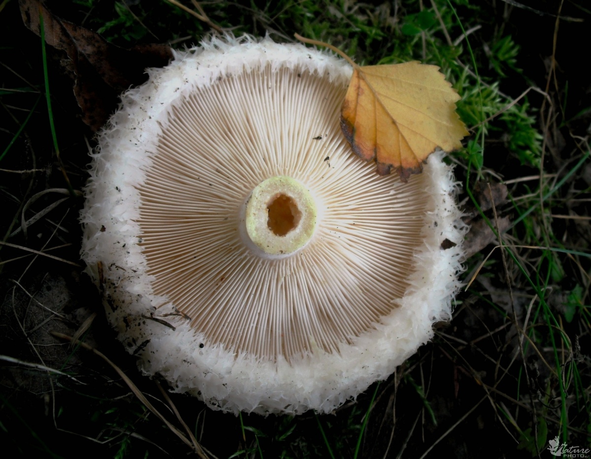 разновидности грибов груздей с фото