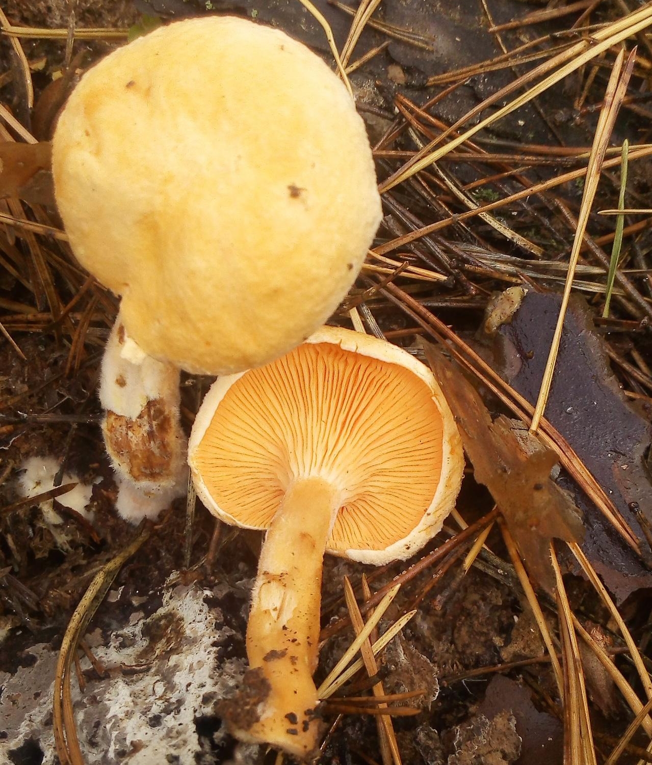 Говорушка оранжевая гриб