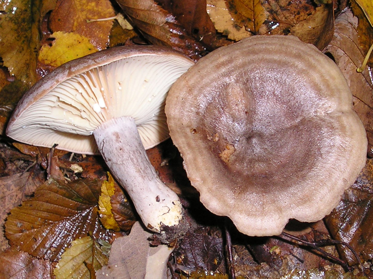 Белый млечник пластинчатый гриб