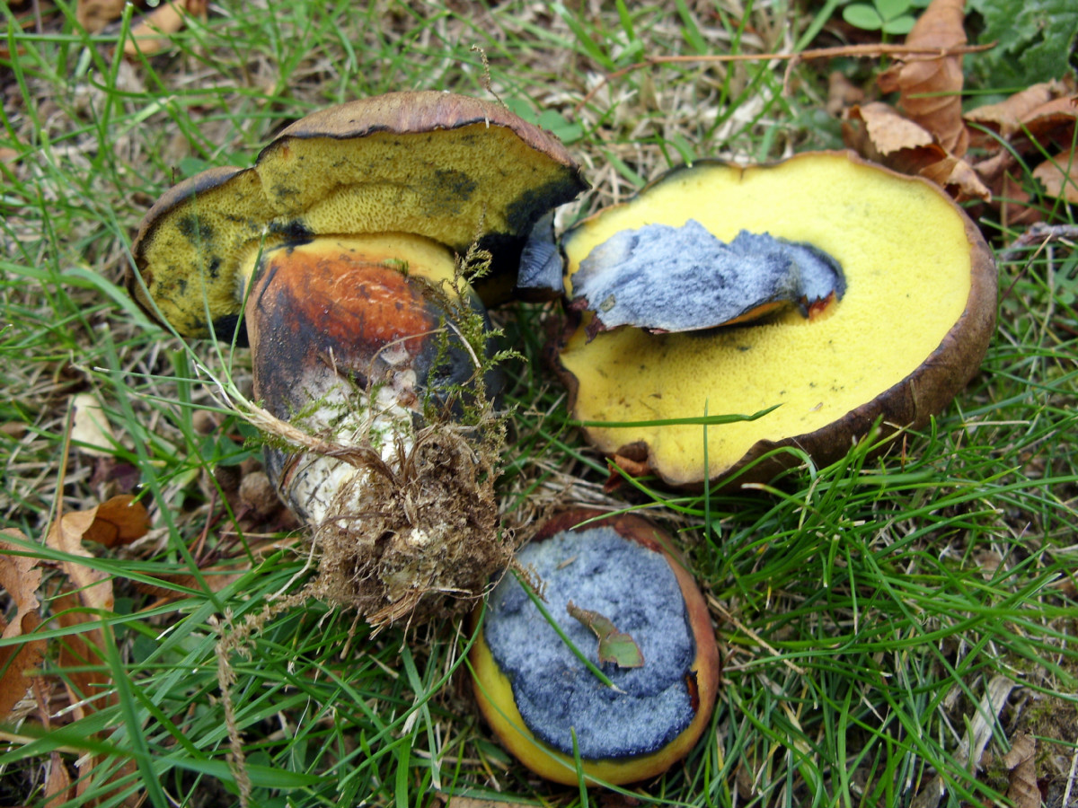 Как называется гриб похожий. Моховик гриб. Моховик припорошенный. Моховик синеет. Гриб моховик синеет.