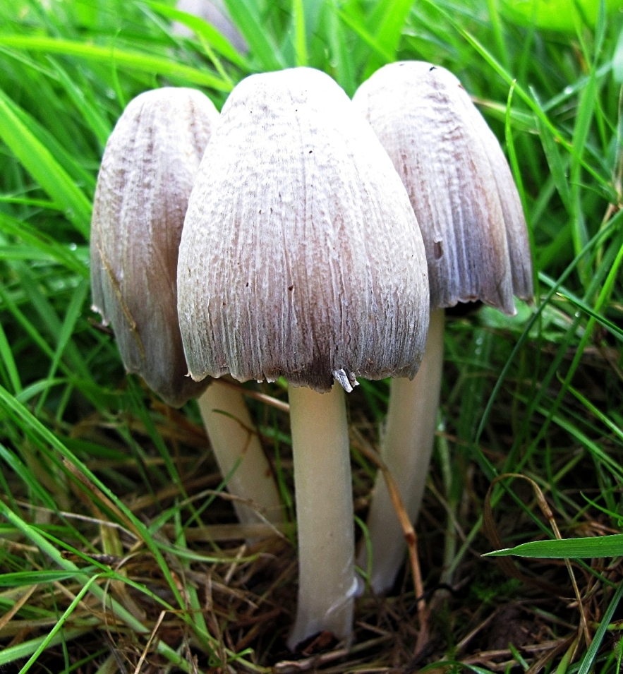 Серый навозник гриб фото и описание