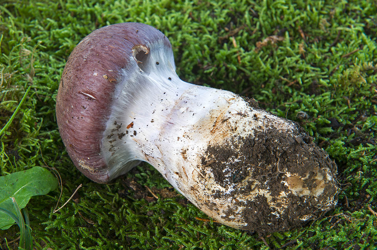 Ядовитый гриб Паутинник