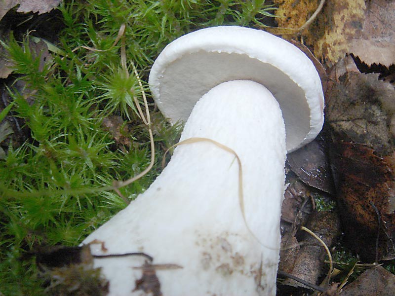 Подосиновик белый (Leccinum percandidum) фото и описание