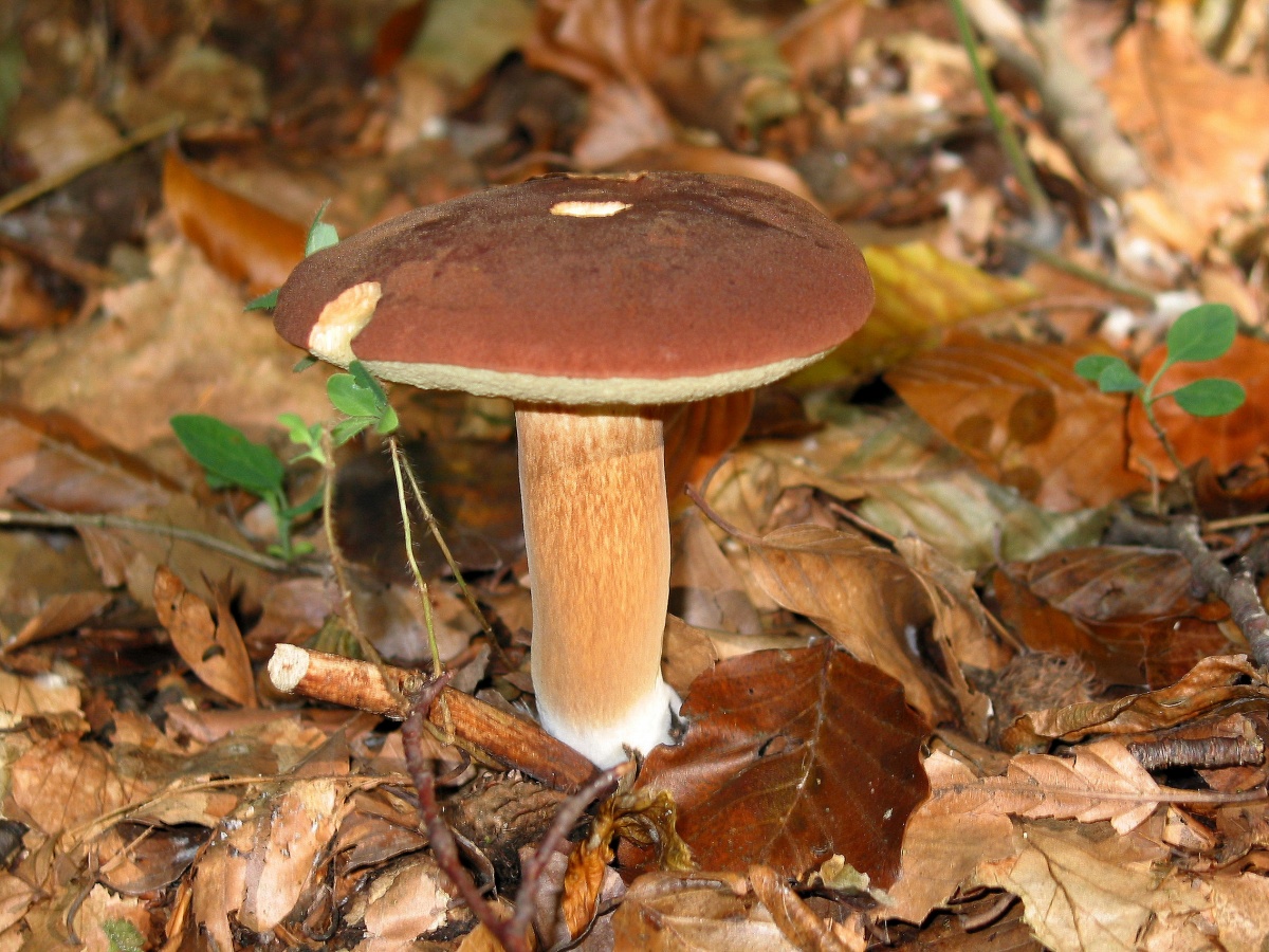 Польский гриб (Xerocomus badius)