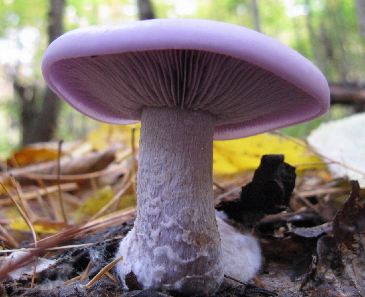 Съедобные рядовки фото и описание в подмосковье грибы
