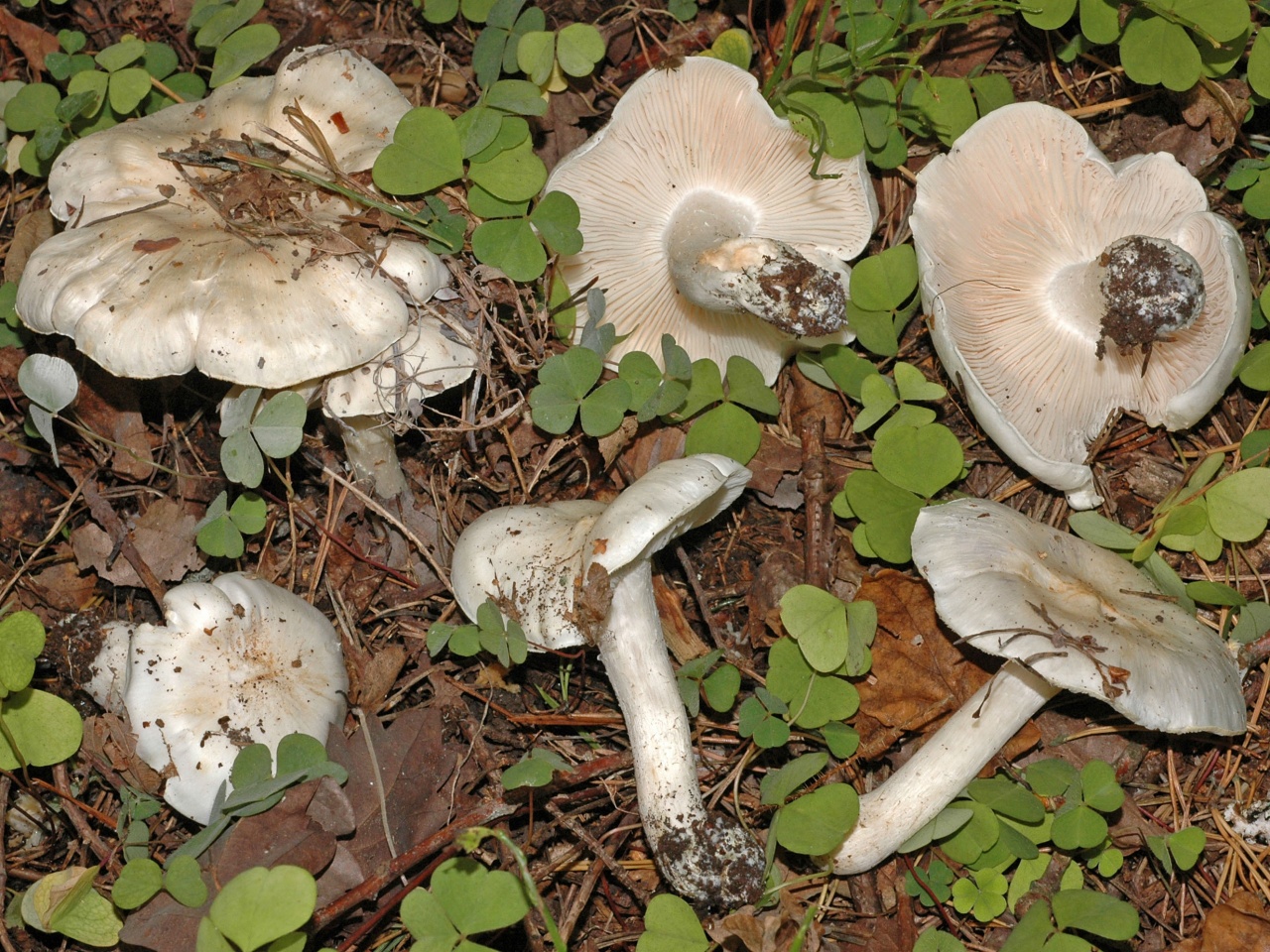 Рядовка обыкновенная гриб фото и описание
