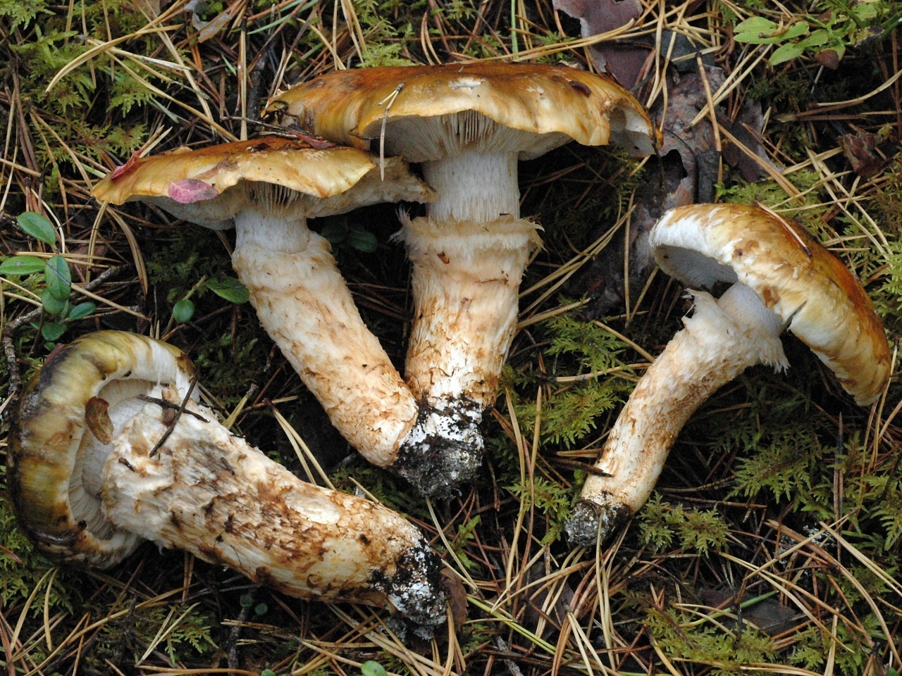 грибы тополиная рядовка фото