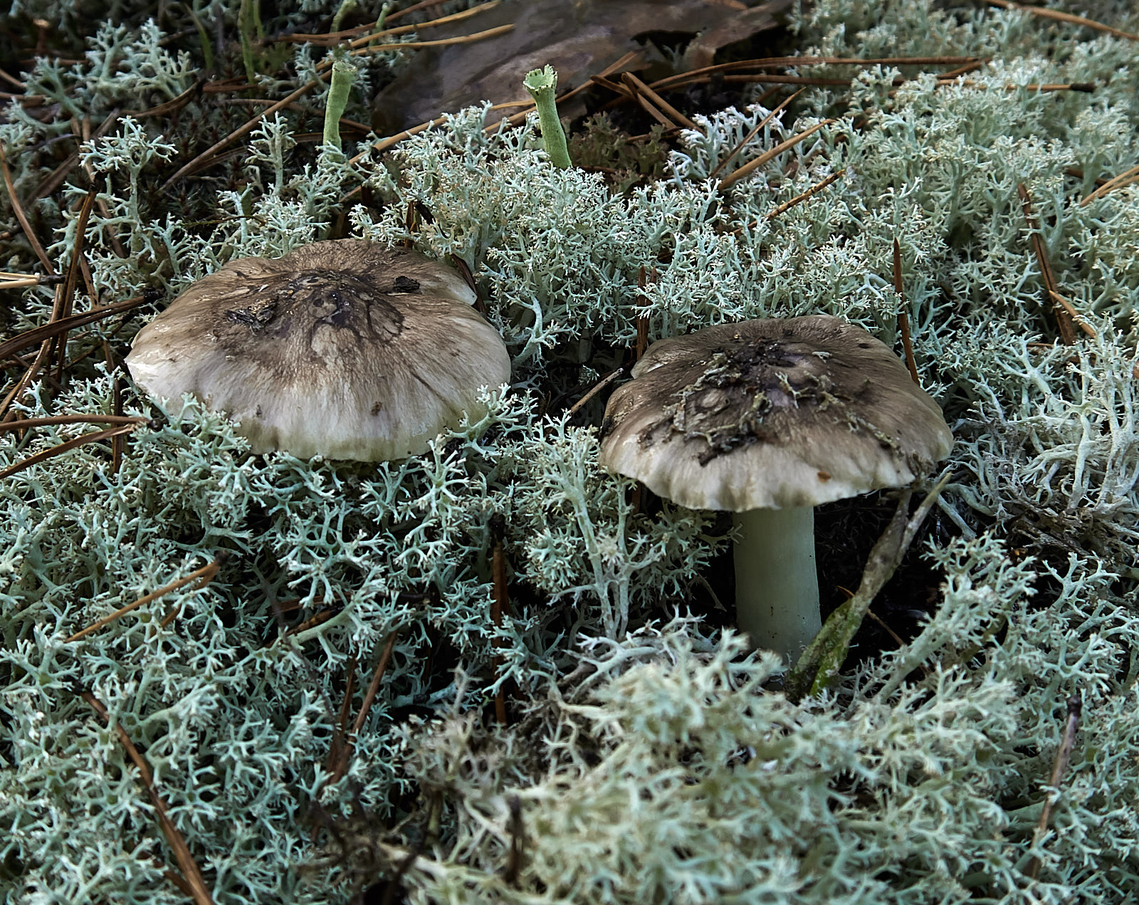 Рядовка серая (Tricholoma portentosum) фото и описание