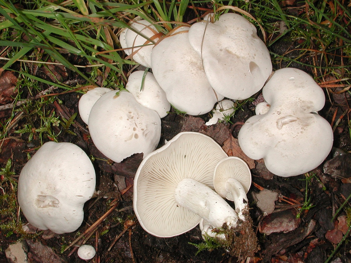 Рядовка сросшаяся фото и описание грибы