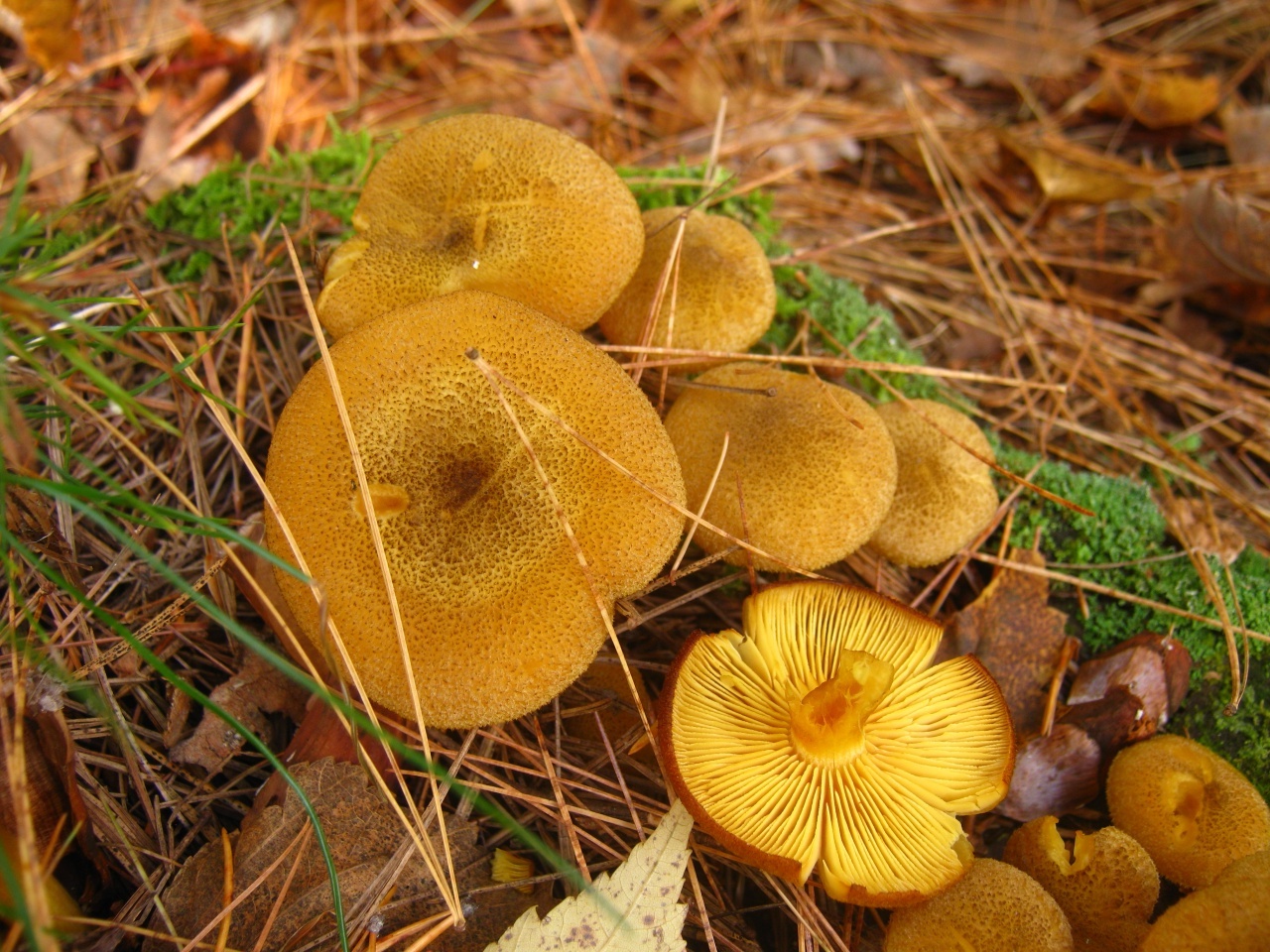 Фотокаталог грибов: Рядовка оливково-жёлтая (Tricholomopsis decora)