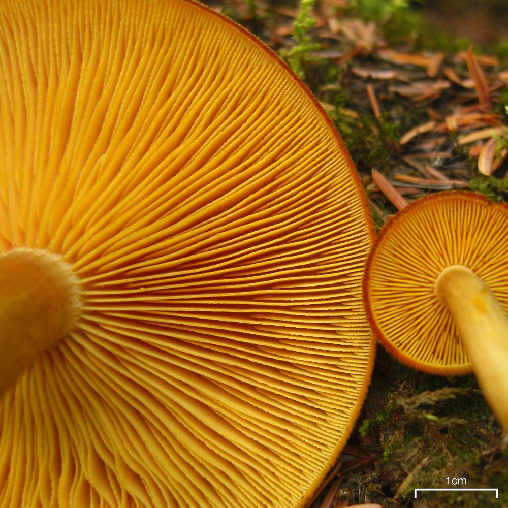 Гриб рядовка серно-желтая: фото и описание ложной рядовки, сходства и отличия от других грибов