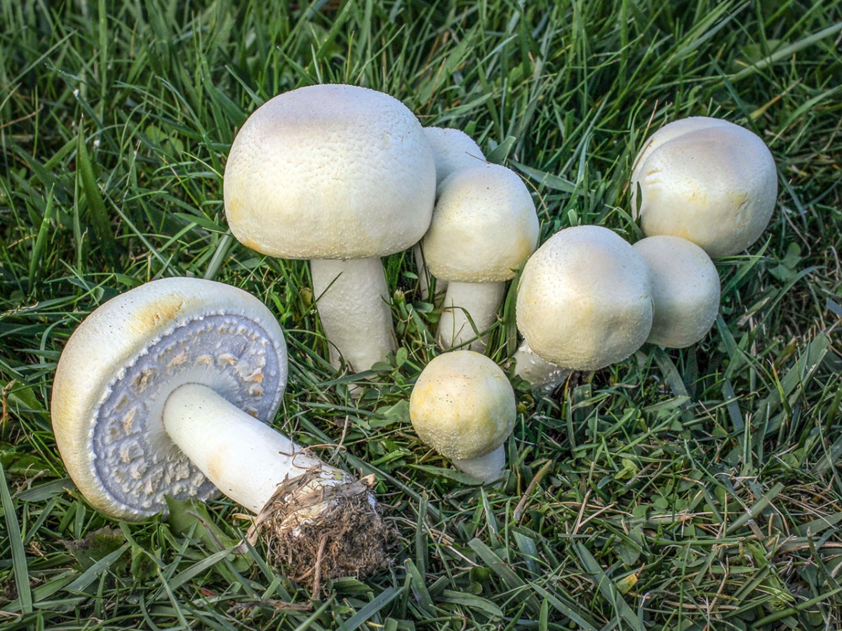 Как выглядит шампиньон гриб фото и описание