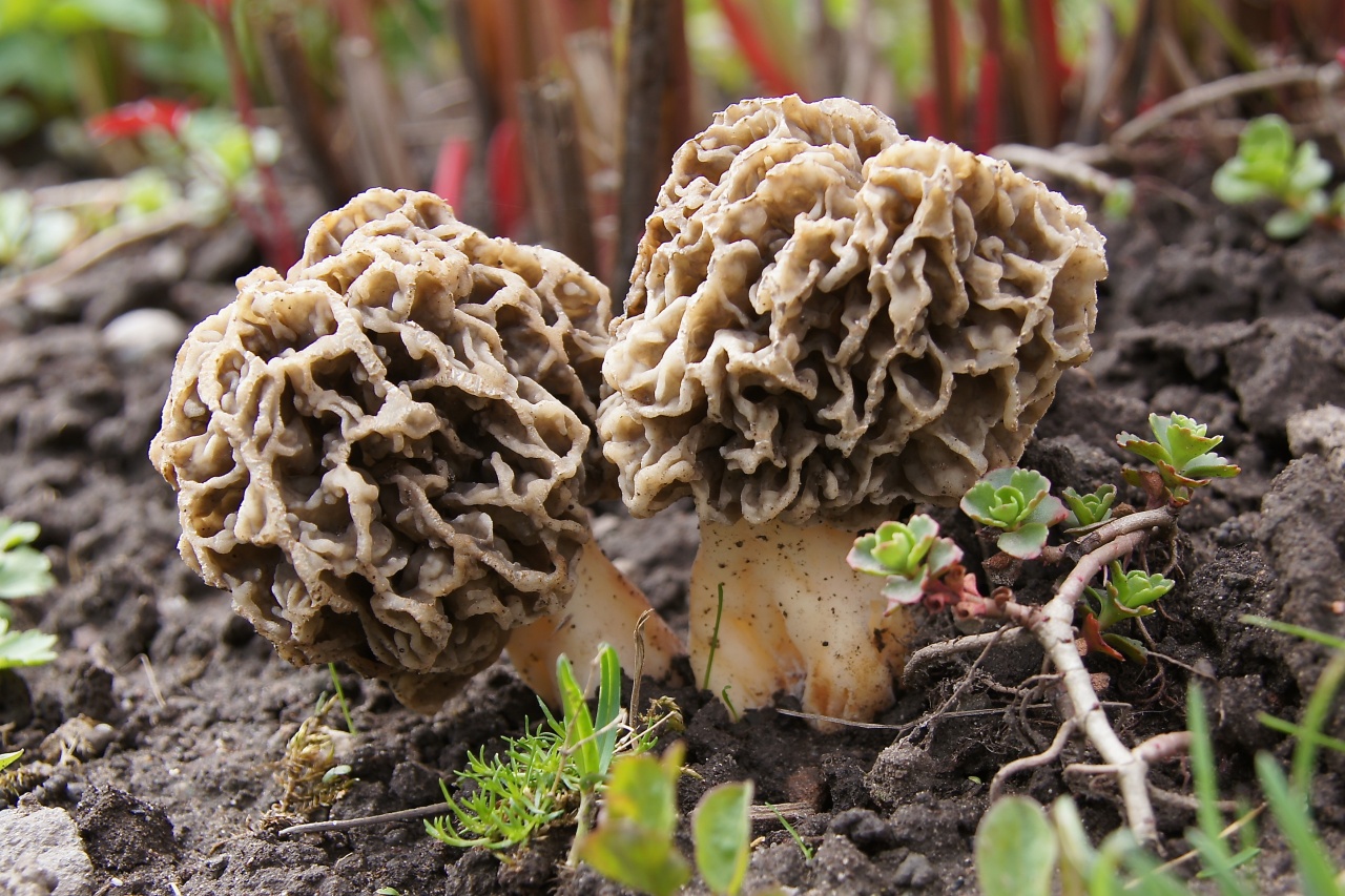 Съедобные сморчки грибы фото съедобные
