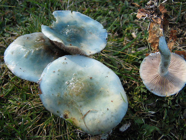 Строфария небесно-синяя (Stropharia caerulea) (640px x 480px)