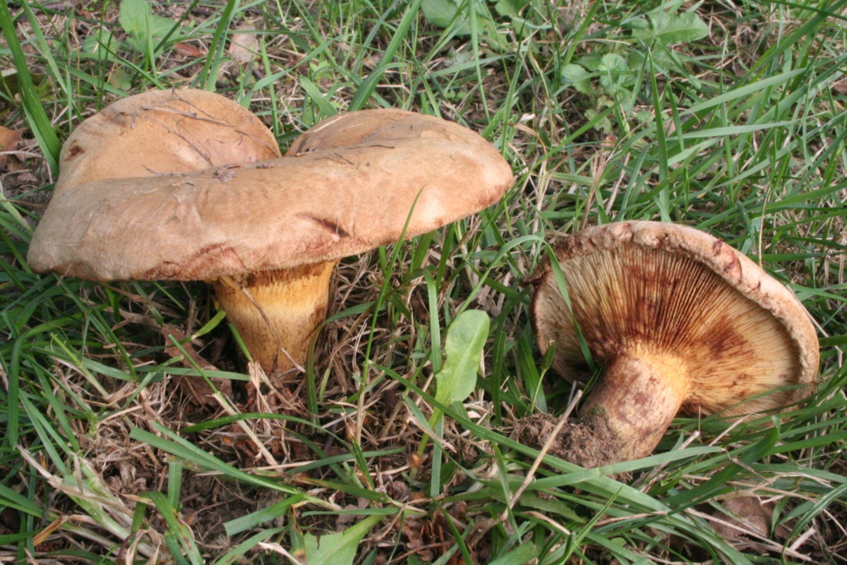 Луговые грибы (62 фото)