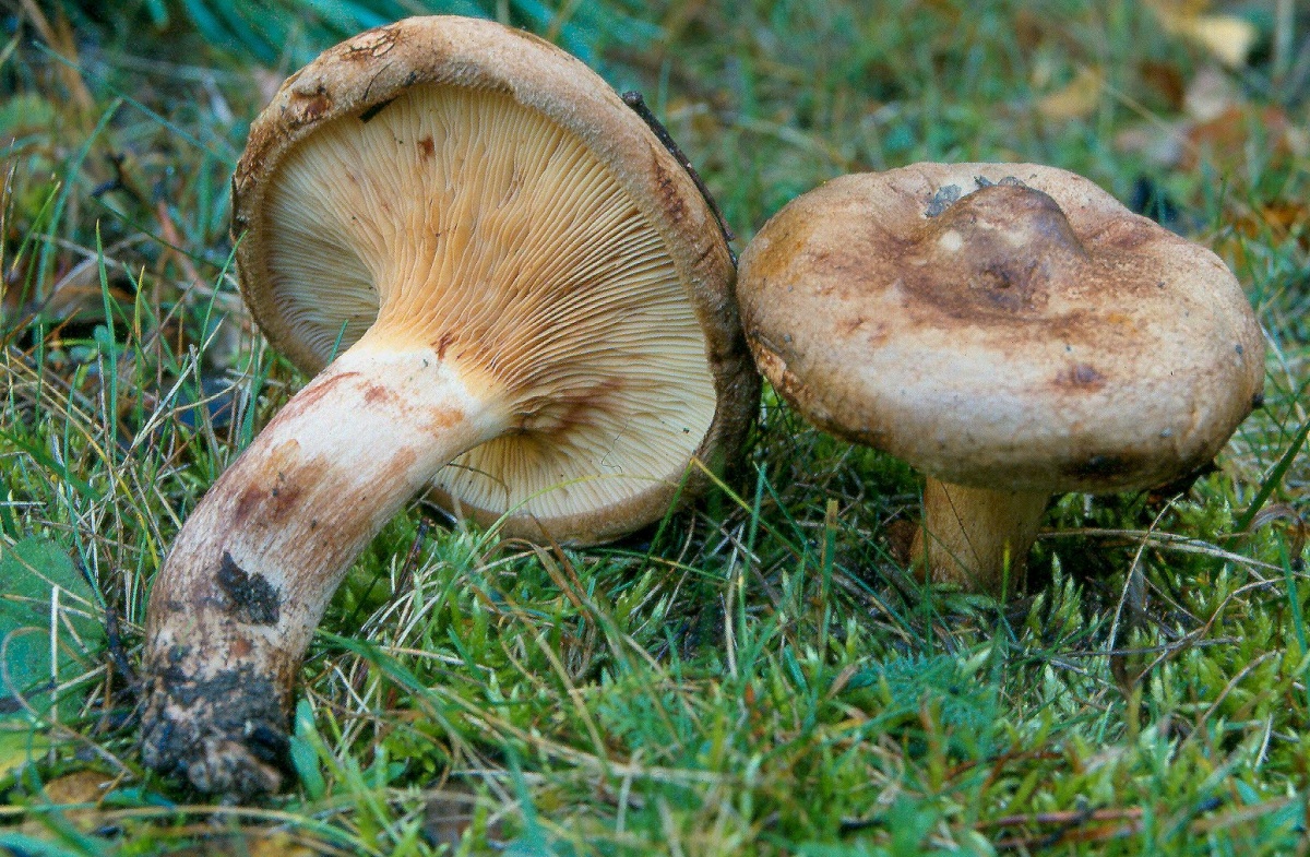 Коровники грибы фото съедобные и ложные