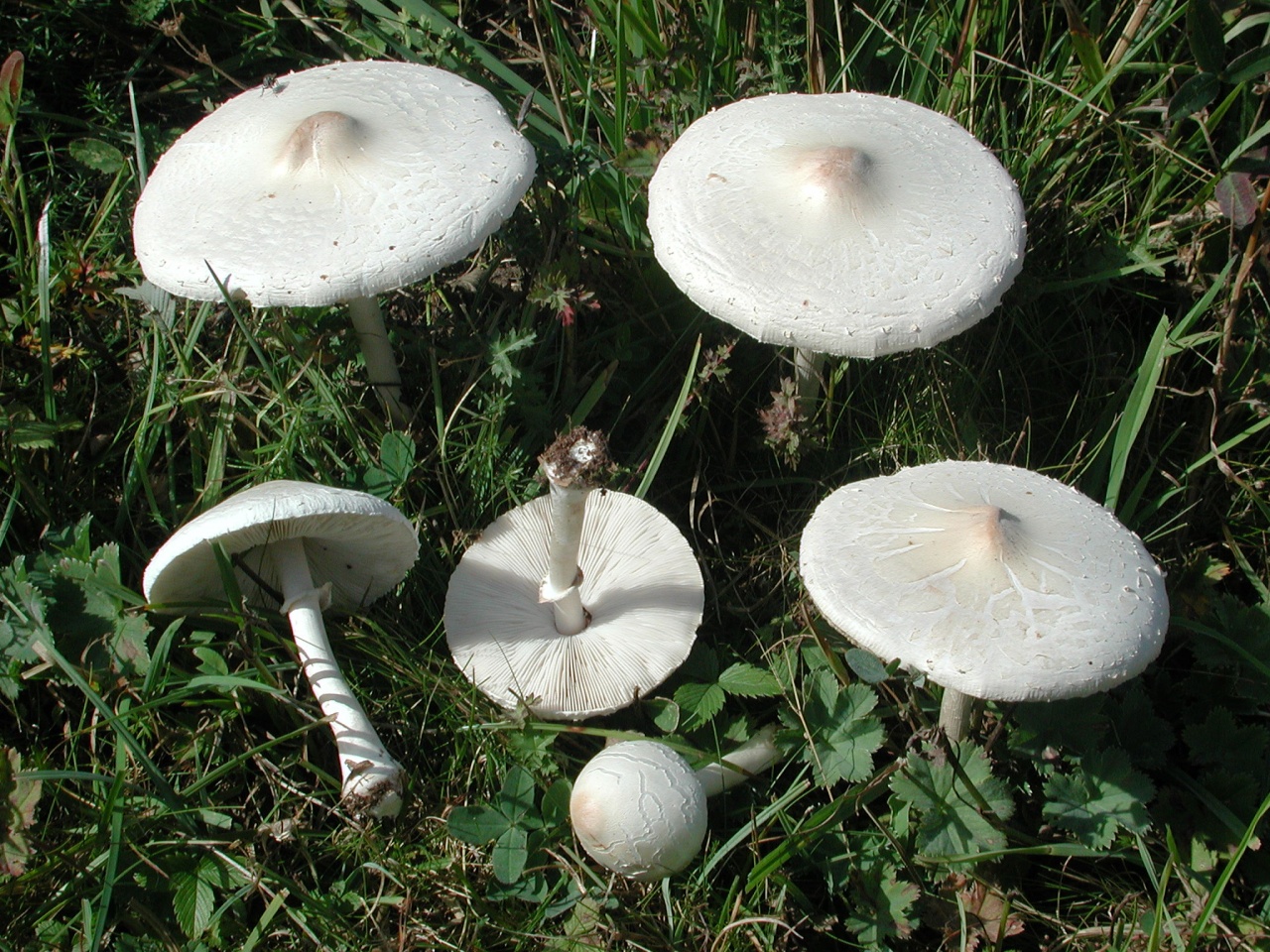 Зонтик белый (Macrolepiota excoriata) фото и описание