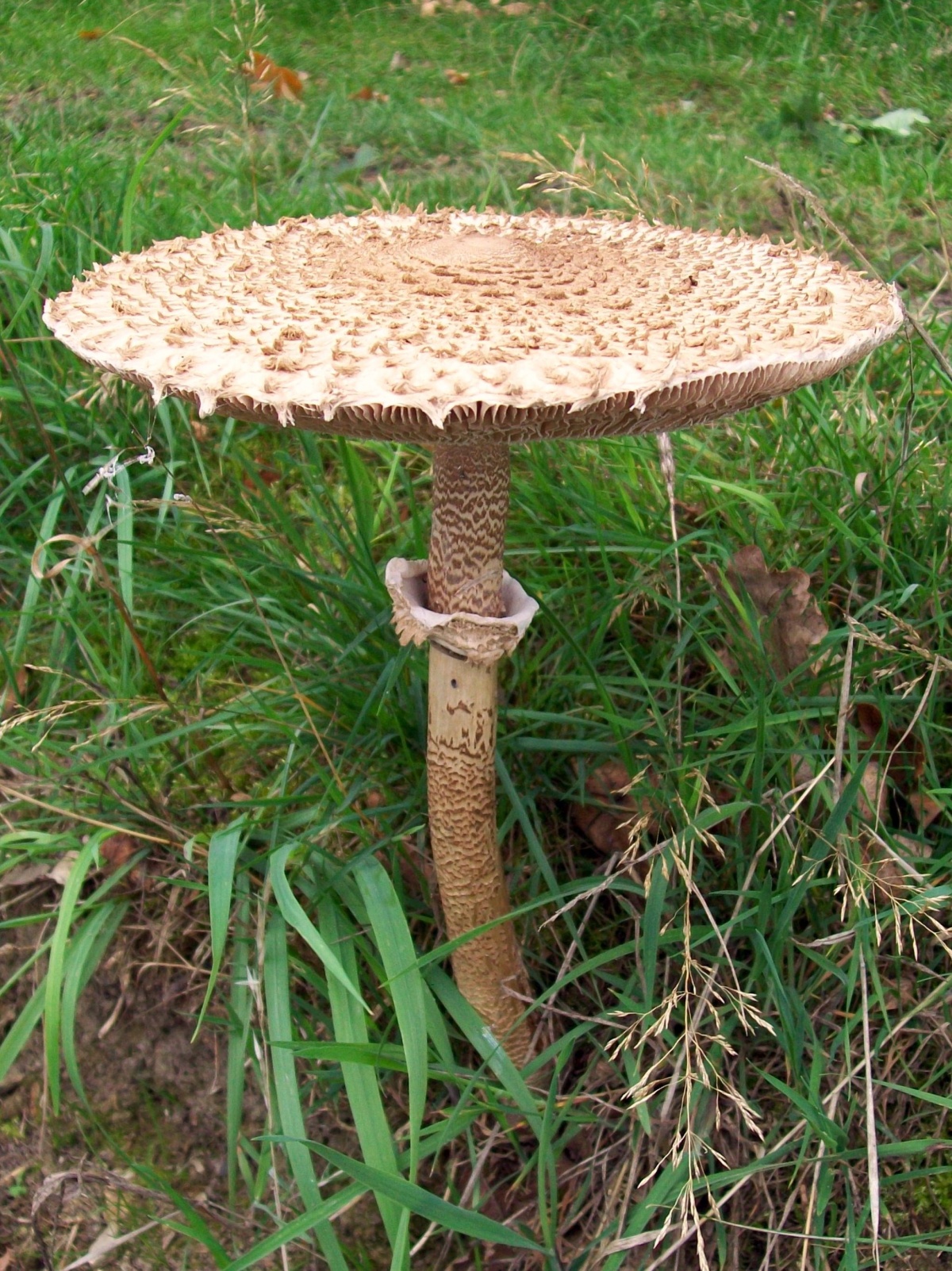 Гриб - зонтик пёстрый (Macrolepiota procera).