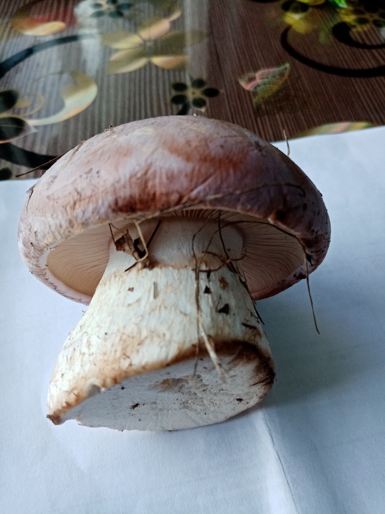 белый гриб фото под шляпкой