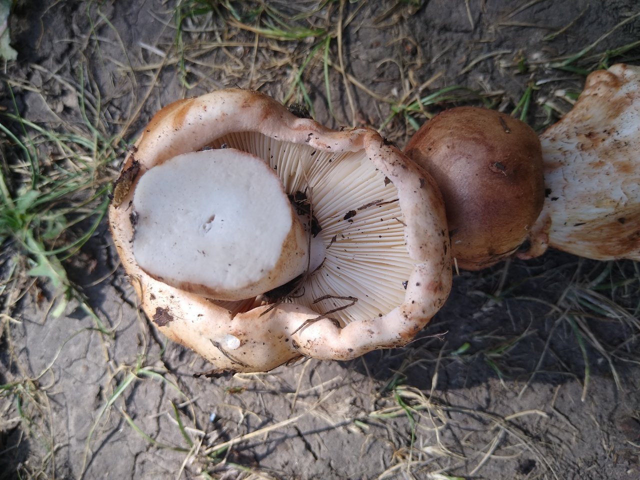 грибы тополиная рядовка фото