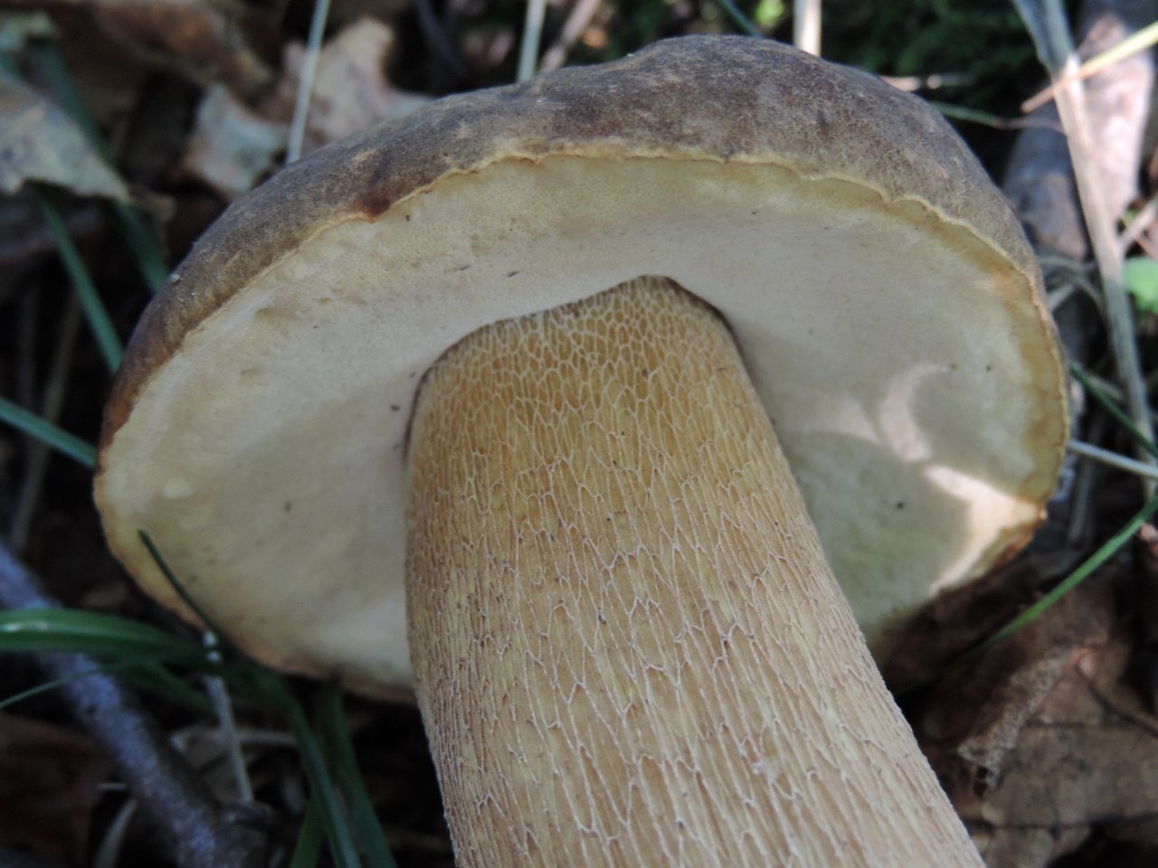 Белый гриб сетчатый - Boletus reticulatus