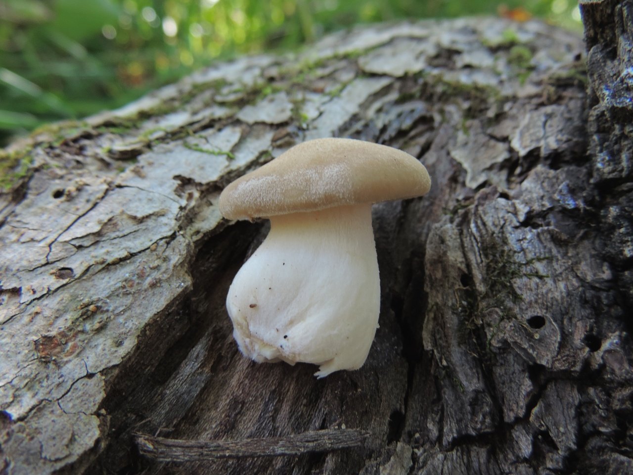 Пластинчатые грибы Приморья