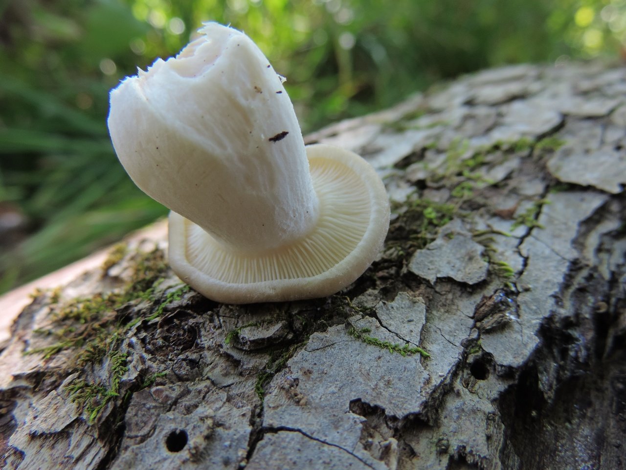 Съедобные грибы приморского края фото и описание