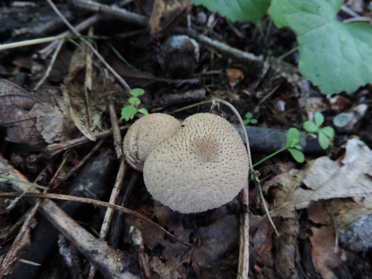 Губчатые грибы Приморского края