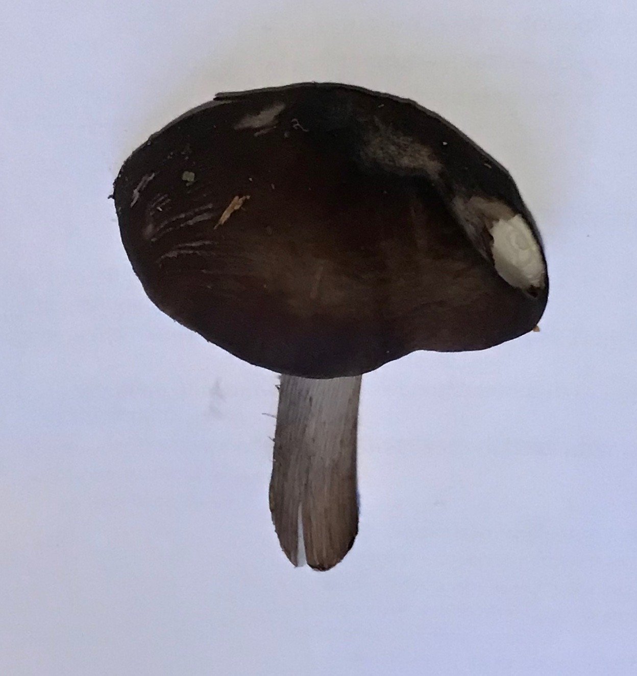 Грибы с коричневой шляпкой и белой ножкой фото название