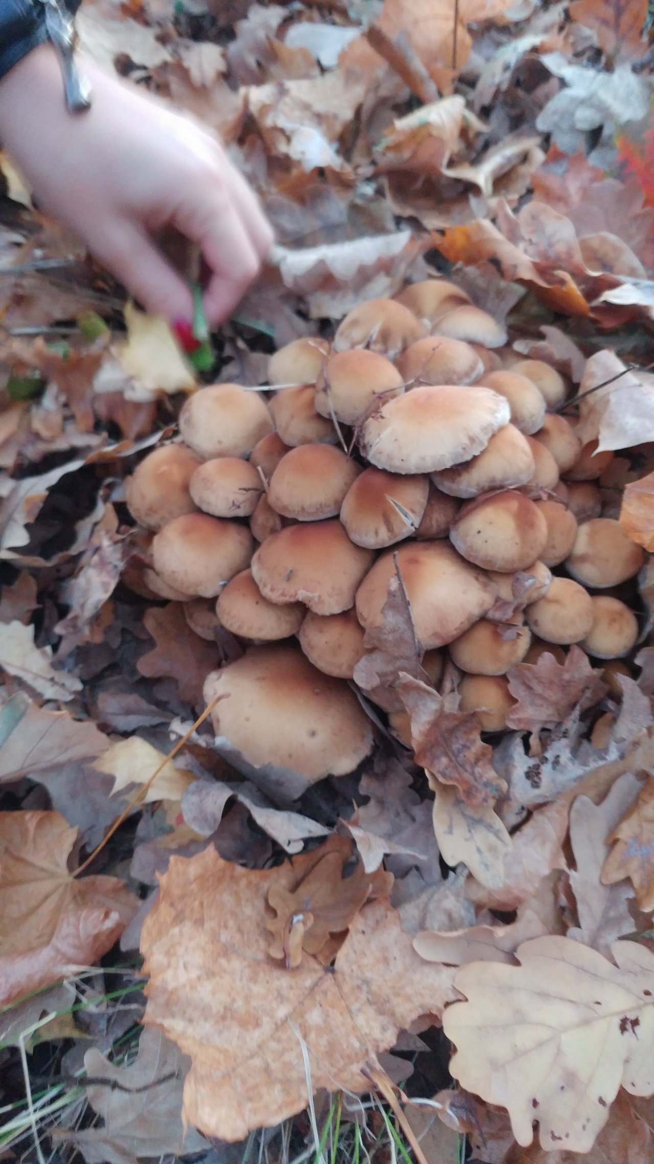 Шаровидные грибы в лесу бежевого цвета