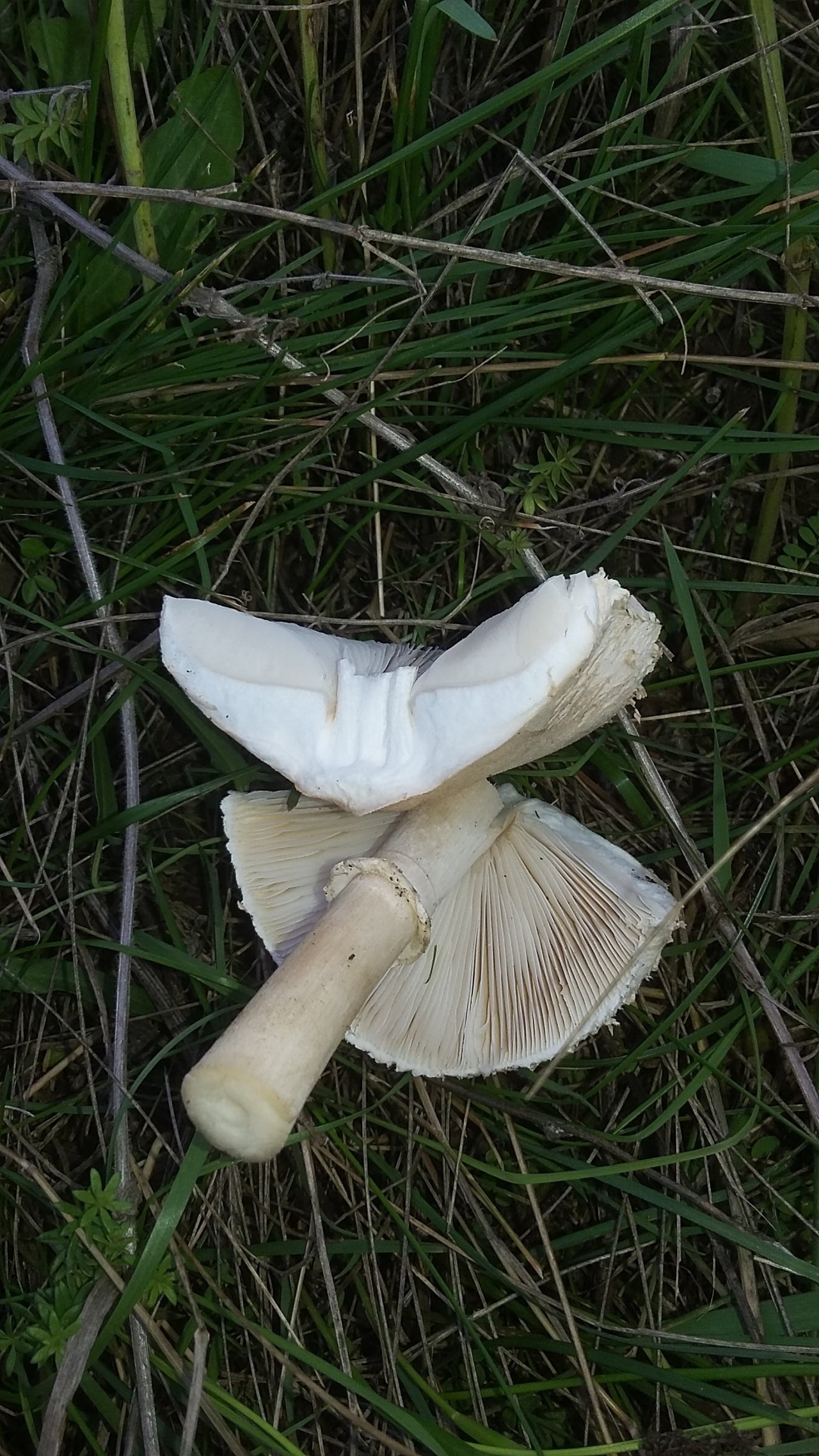 Зонтик белый - Macrolepiota excoriata