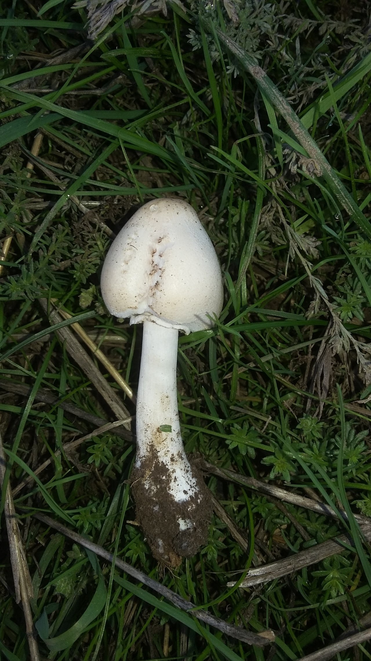 Зонтик белый - Macrolepiota excoriata