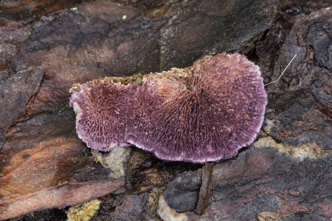 Трихаптум буро-фиолетовый - Trichaptum fuscoviolaceum