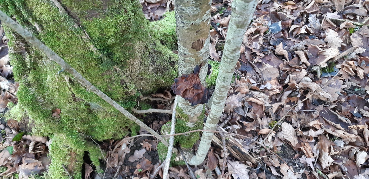 Дрожалка лиственная - Phaeotremella frondosa