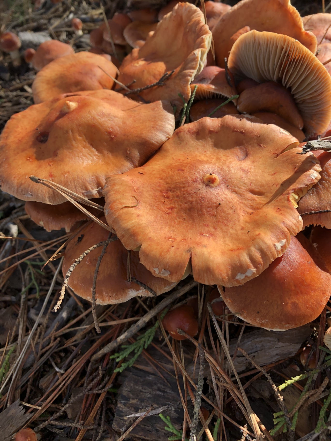 Какие грибы коричневые