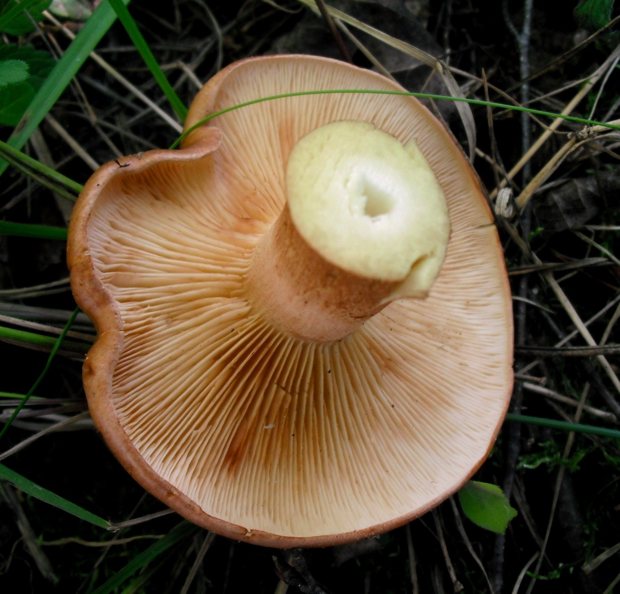 Большие пластинчатые грибы. Млечный пластинчатый коричневый гриб. Рядовка золотистая. Рядовка жёлто-бурая. Коричневые пластинчатые грибы Подмосковья.