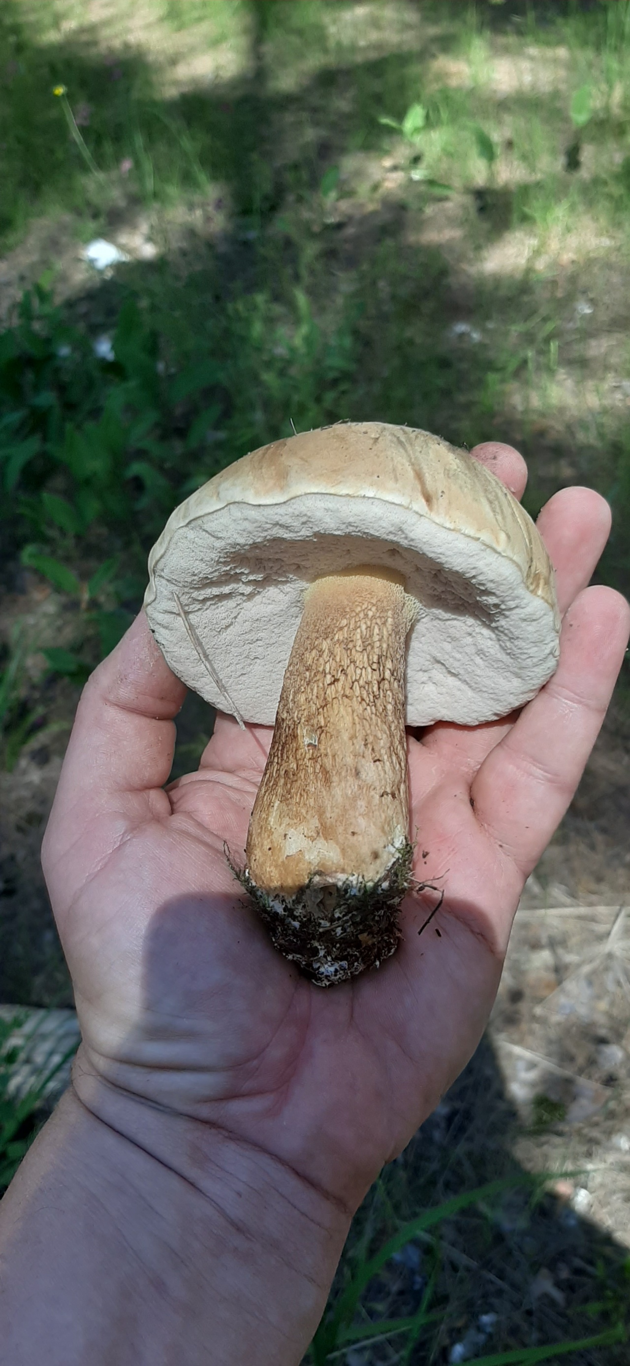 гриб боровик фото и белый гриб отличие