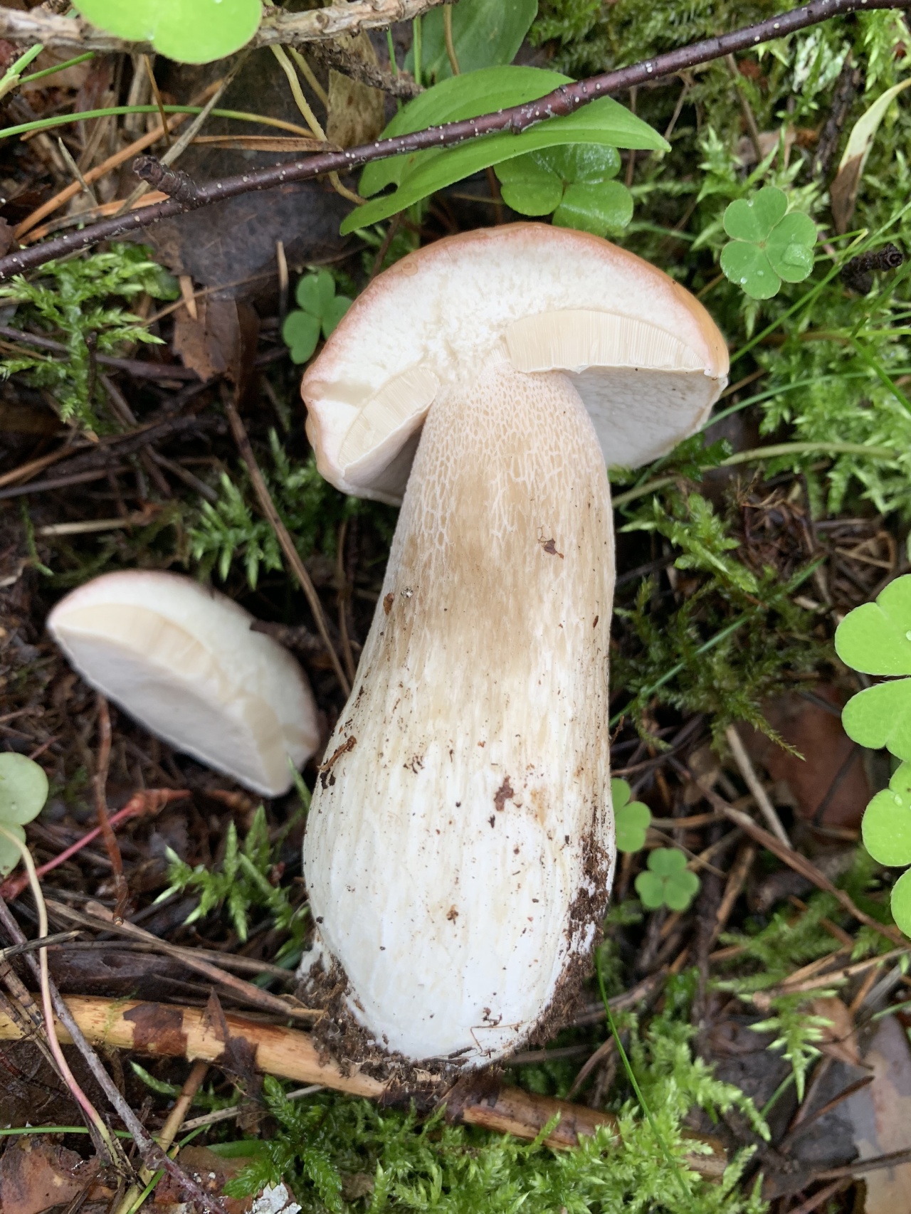 Плоский белый гриб