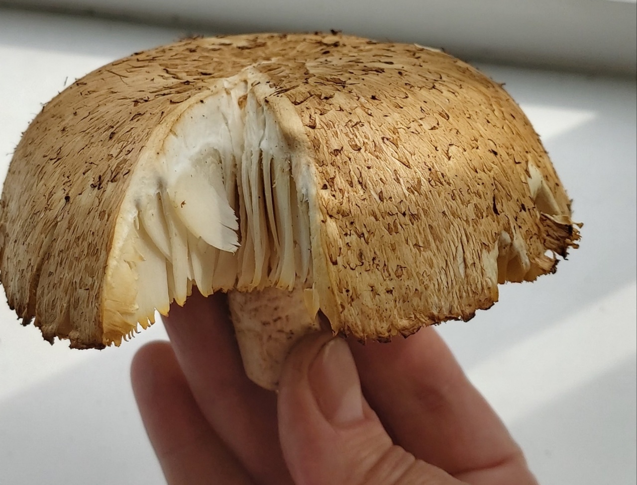 Шампиньон чешуйчатый гриб
