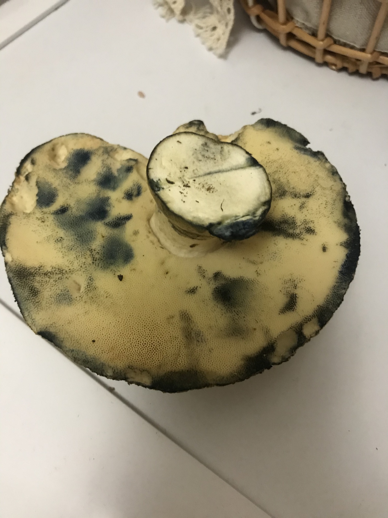 Губчатый гриб синеет на срезе