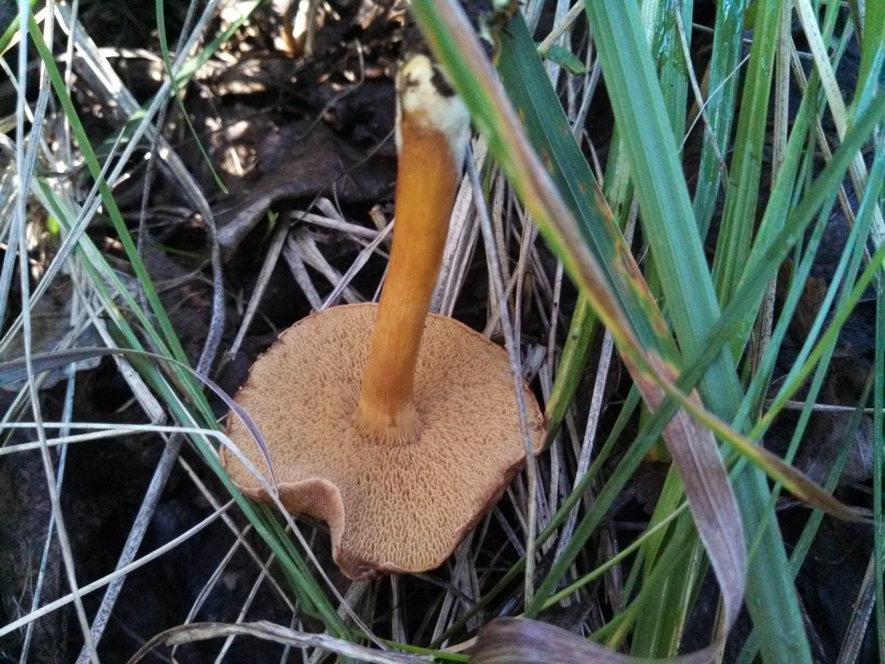 Перечный гриб - Chalciporus piperatus
