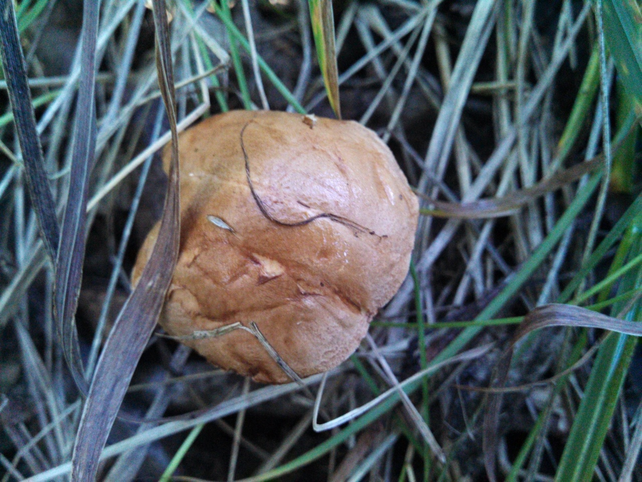 Перечный гриб - Chalciporus piperatus