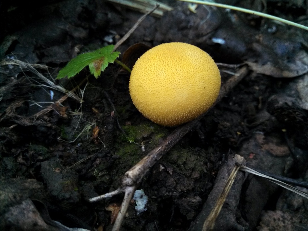 Дождевик желтоокрашенный - Lycoperdon flavotinctum