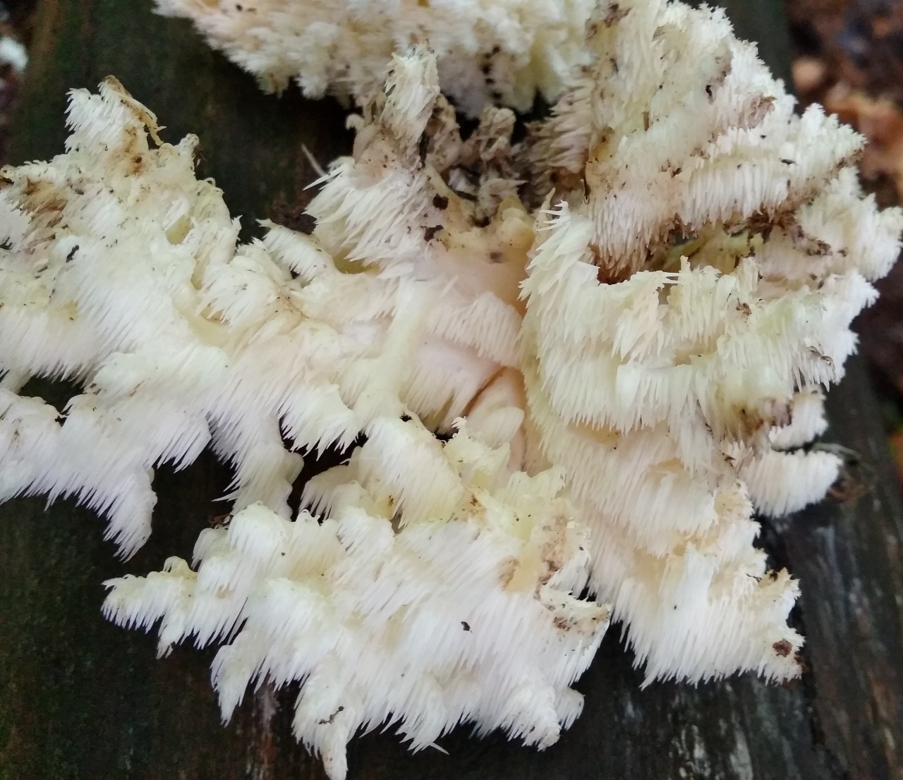 Ежовик коралловидный - Hericium coralloides