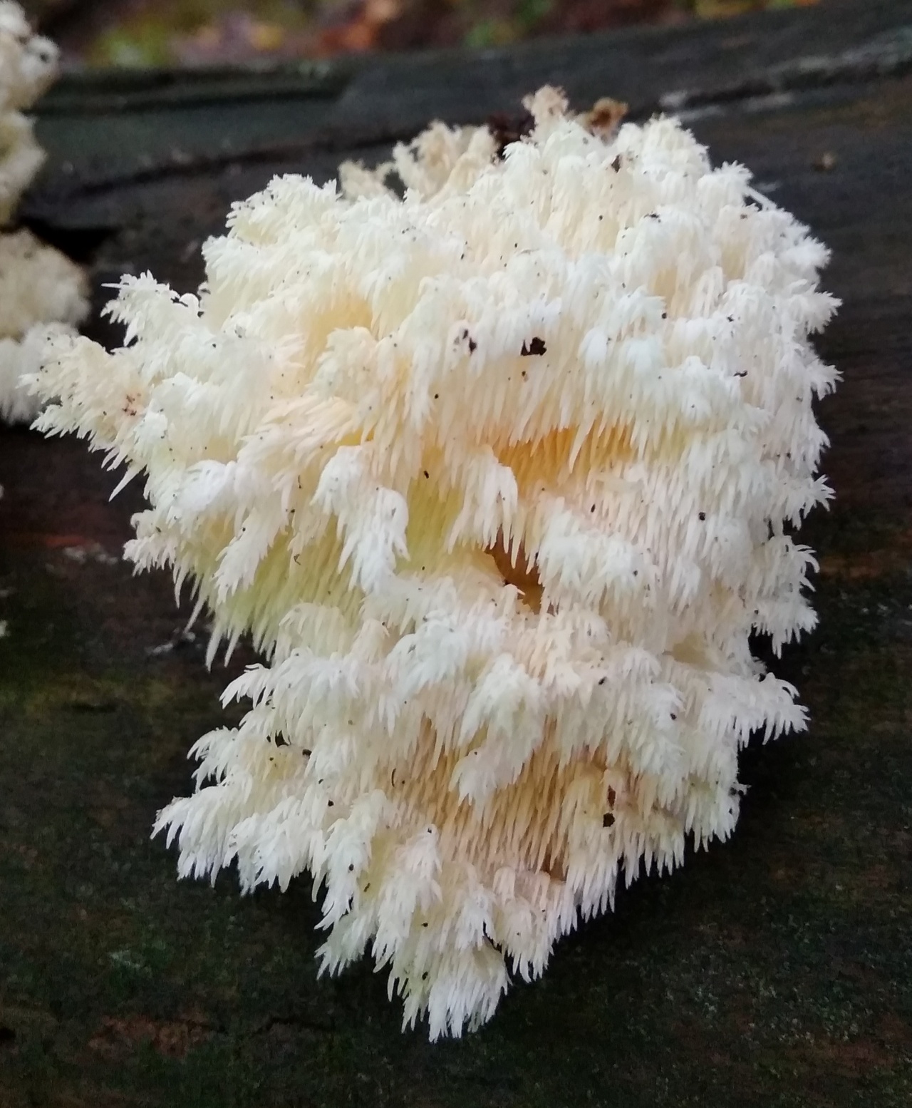 Ежовик коралловидный - Hericium coralloides