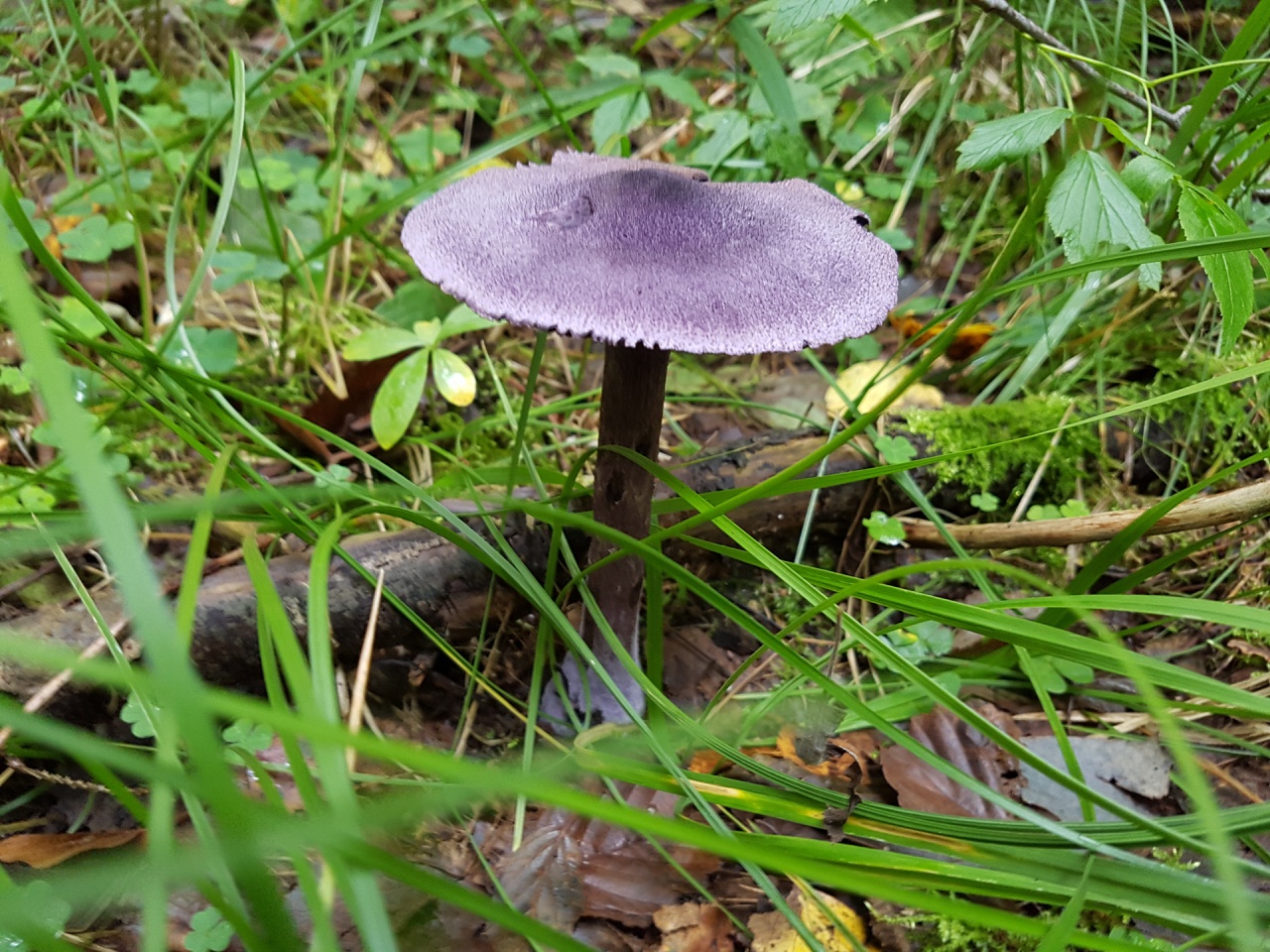 Лесной паутинник гриб