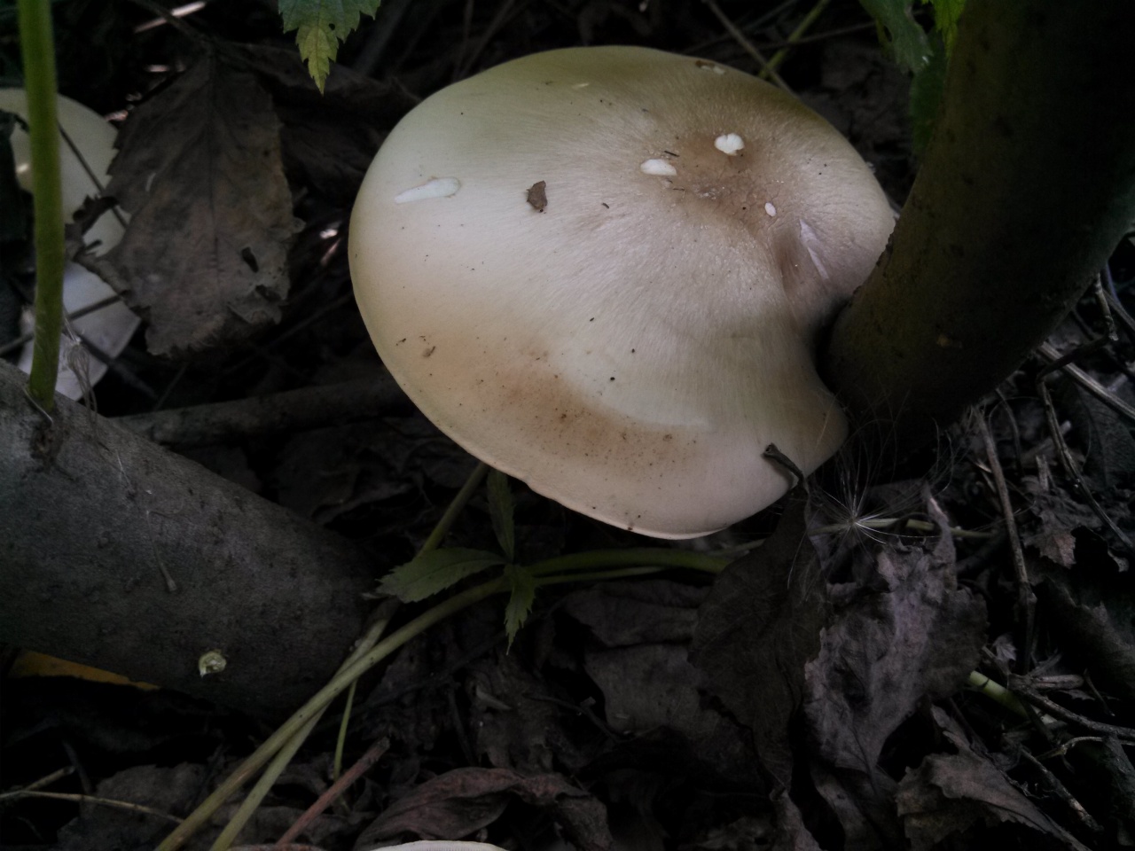 Крымский белый горный гриб