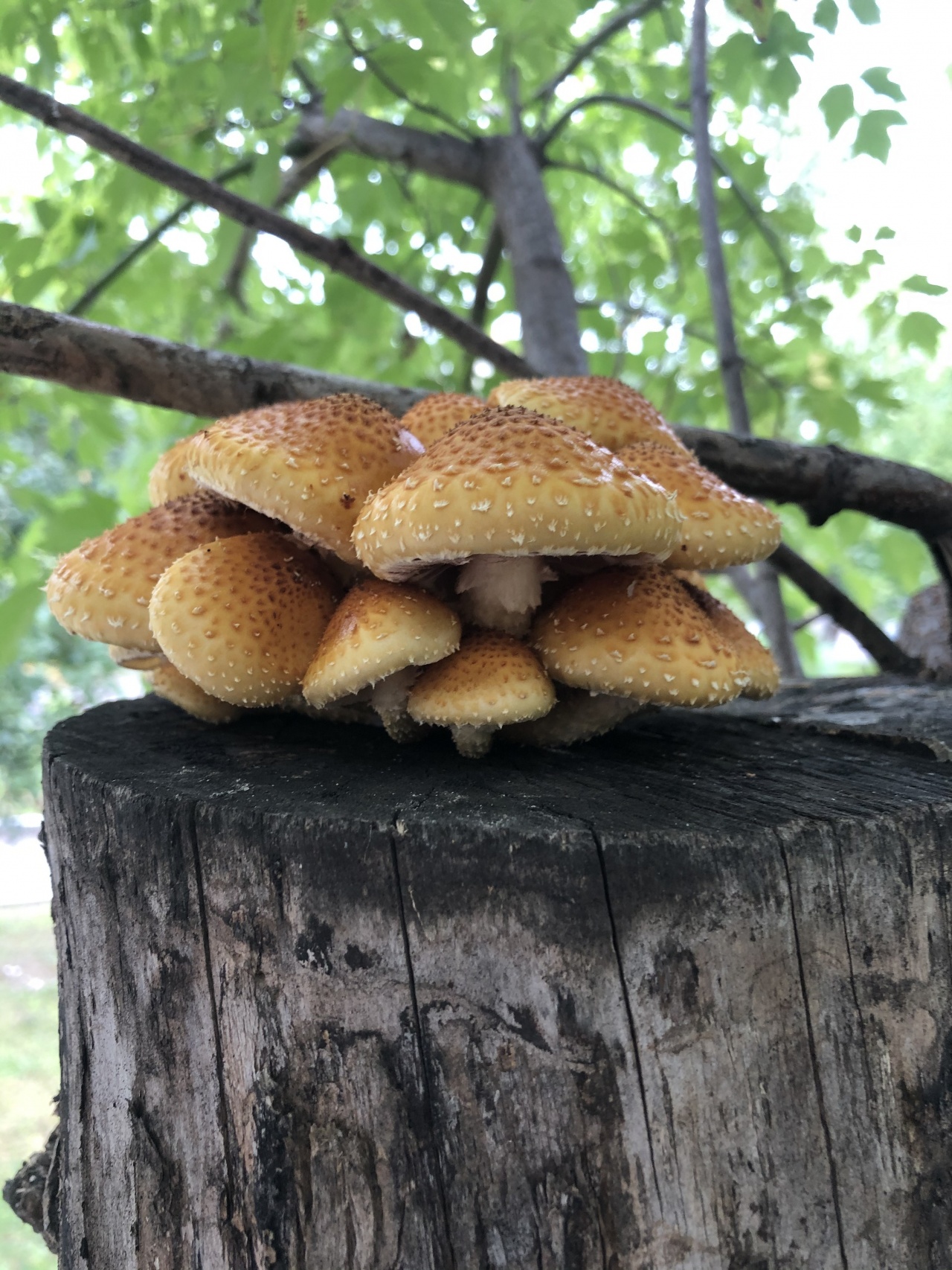 Какие грибы на пне